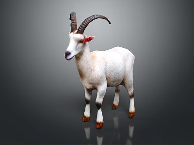 White Goat With Curved Horns Red Ears And Black Legs On Gray Background 3d model White Goat With Curved Horns Red Ears And Black Legs On Gray Background 3d model