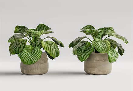 modern potted plant potted plant 3d model