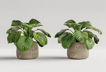 modern potted plant potted plant 3d model