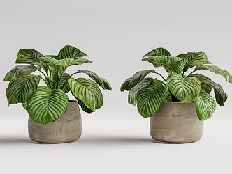 modern potted plant potted plant 3d model