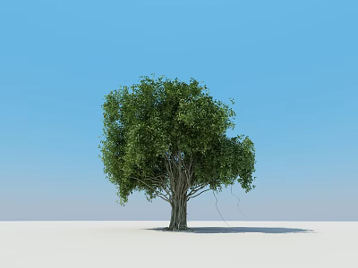 Arbor with Lush Green Leaves and Thick Trunk Under Clear Blue Sky 3d model