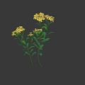 Fresh Yellow Flowers With Green Leaves In Natural Plant Arrangement