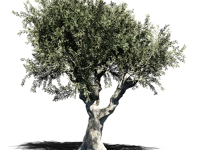 Isolated Olive Tree Featuring Textured Trunk And Lush Foliage In Natural Form 3d model