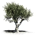 Isolated Olive Tree Featuring Textured Trunk And Lush Foliage In Natural Form