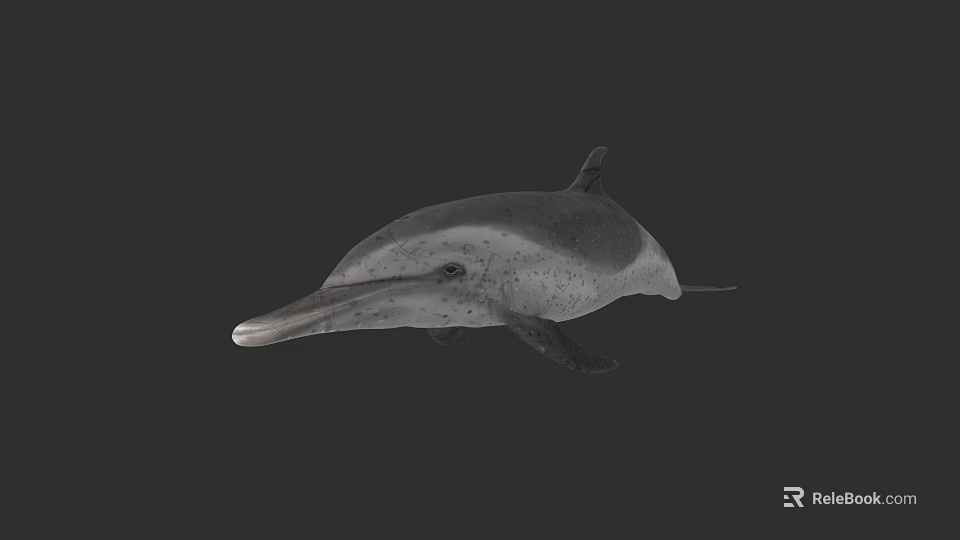 Realistic 3D Model Of Gray Dolphin With Long Beak And Smooth Skin 3d model 