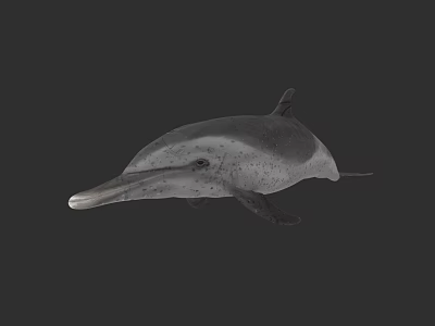 Realistic 3D Model Of Gray Dolphin With Long Beak And Smooth Skin 3d model