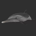Realistic 3D Model Of Gray Dolphin With Long Beak And Smooth Skin
