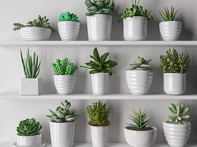 Indoor Potted Plants Arranged on White Shelves with Various Green Species in White Pots 3d model