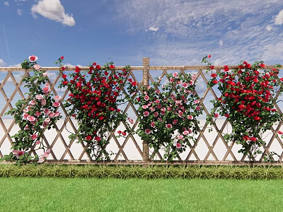 Climbing Red and Pink Roses on Wooden Fence with Blue Sky and Green Grass 3d model