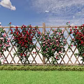 Climbing Red and Pink Roses on Wooden Fence with Blue Sky and Green Grass