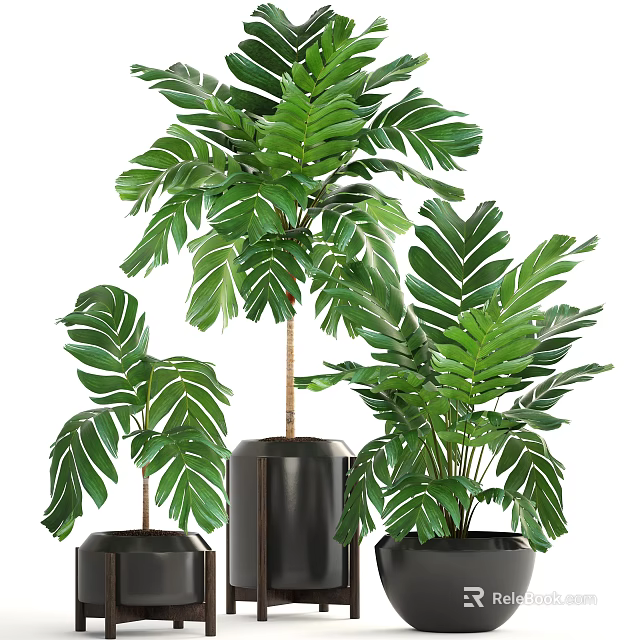 Modern Indoor Bonsai Potted Plants With Green Leaves Black Pots And Various Heights 3d model 
