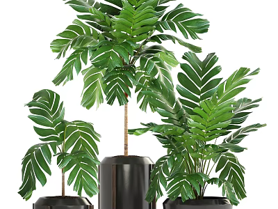 Modern Indoor Bonsai Potted Plants With Green Leaves Black Pots And Various Heights 3d model