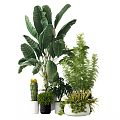 Indoor Potted Plants With Large Leafy Fern Cactus And Small Succulent Varieties