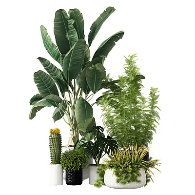 Indoor Potted Plants With Large Leafy Fern Cactus And Small Succulent Varieties 3d model