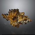 Intricate Brown And White Striped Conch Shell With Textured Spiral Structure On Dark Reflective Surface