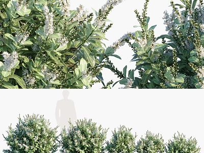 Lush Green Shrubs With Small White Flowers And Dense Foliage In Garden 3d model