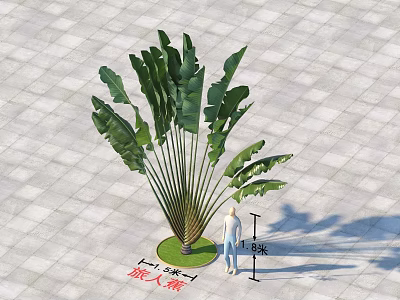 Tall Traveler's Palm Potted Plant With 1.8 Meters Height And Lush Green Leaves 3d model