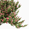 Diverse Arbor Trees With Pink Flowers Lush Green Foliage And Shapely Crowns