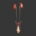 Urinary System Organ Model With Kidneys Ureters Bladder In Red White On Black Background