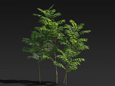 Healthy Arbors With Lush Green Leaves And Slender Trunks Casting Soft Shadows 3d model