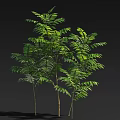 Healthy Arbors With Lush Green Leaves And Slender Trunks Casting Soft Shadows