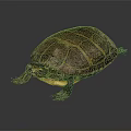 Close Up Brown Turtle With Yellow Striped Shell On Black Surface 3d model