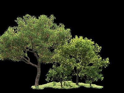 Green Leafy Arbor Trees With Lush Foliage On Black Background And Grass 3d model