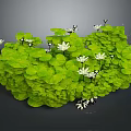 Lush Green Plants With Abundant Round Leaves And Delicate White Flowers