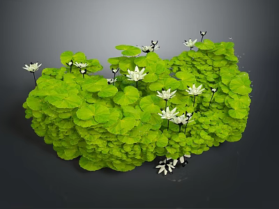 Lush Green Plants With Abundant Round Leaves And Delicate White Flowers 3d model