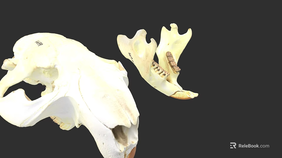 Aquatic Animal Skeleton Display Featuring Skull And Jawbone Anatomical Parts 3d model 