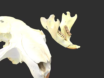Aquatic Animal Skeleton Display Featuring Skull And Jawbone Anatomical Parts 3d model