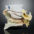 Detailed Anatomical Model of Human Organ Showing Nasal Hair and Cavity Structure