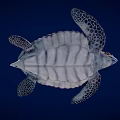 Realistic Brown Sea Turtle With Patterned Shell And Textured Flippers On Dark Blue Background 3d model