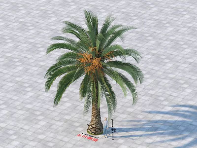 Tall Palm Tree With Green Fronds Brown Trunk And Yellow Fruits On Paved Ground 3d model