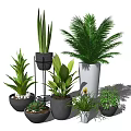 Bonsai Potted Plants Indoor Decor With Various Green Plants Different Pots on Stands Floors