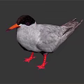 Bird With Black Head Orange Beak Gray Body And Red Feet Standing