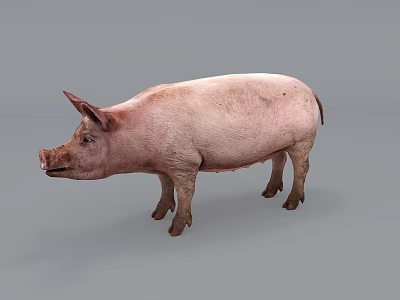 The Modern Pig 3d model
