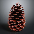Brown Pine Cone with Natural Texture and Detailed Structure Isolated on Dark Background
