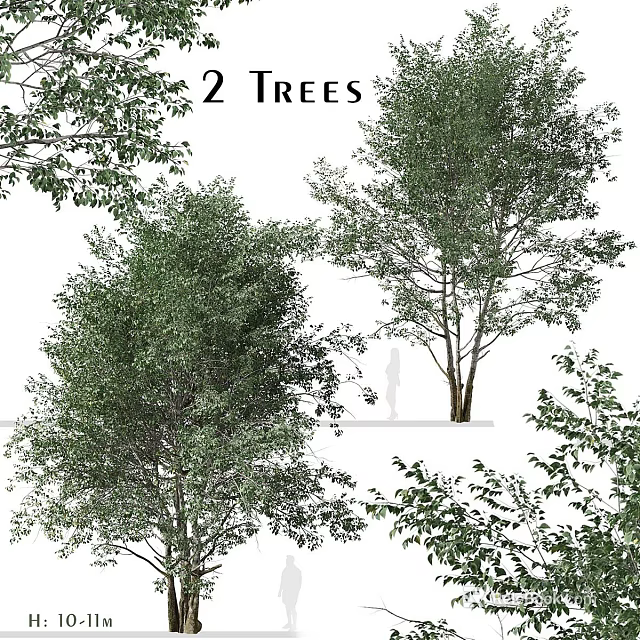 Two Lush Green Shrubs With Dense Foliage Ideal For Outdoor Garden Landscaping 3d model 
