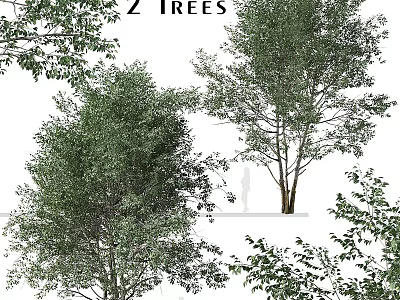Two Lush Green Shrubs With Dense Foliage Ideal For Outdoor Garden Landscaping 3d model