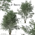 Modern Landscape Trees Poplar Maple Pine Trees Big Trees Tropical Trees 3d model