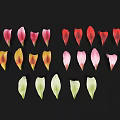Colorful Flower Petals in Various Shades Arranged Neatly on Black Background