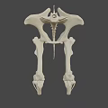 Human Pelvic Bone Anatomical Structure in Detailed 3D Rendering 3d model