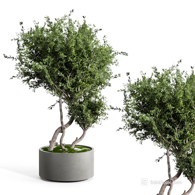 Lush Green Bonsai Plants With Twisted Trunks In Gray Decorative Pots 3d model 