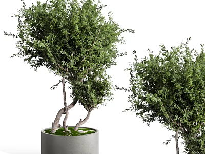 Lush Green Bonsai Plants With Twisted Trunks In Gray Decorative Pots 3d model
