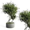 Lush Green Bonsai Plants With Twisted Trunks In Gray Decorative Pots