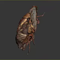 Cicada With Transparent Veined Wings And Red Brown Body In Flight