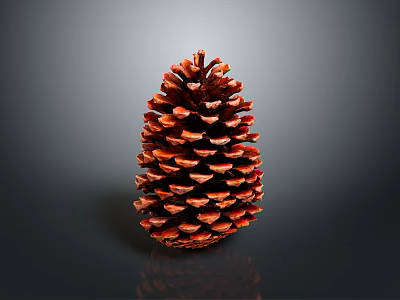 Natural Reddish Brown Pine Cone as Decorative Household Item with Distinct Scales on Dark Background 3d model