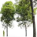 Modern Landscape Trees Road Trees Street Trees Ash Trees Oak Trees Big Trees 3d model