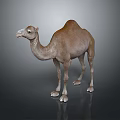 Camel With Single Hump Light Brown Fur Standing On Dark Background 3d model